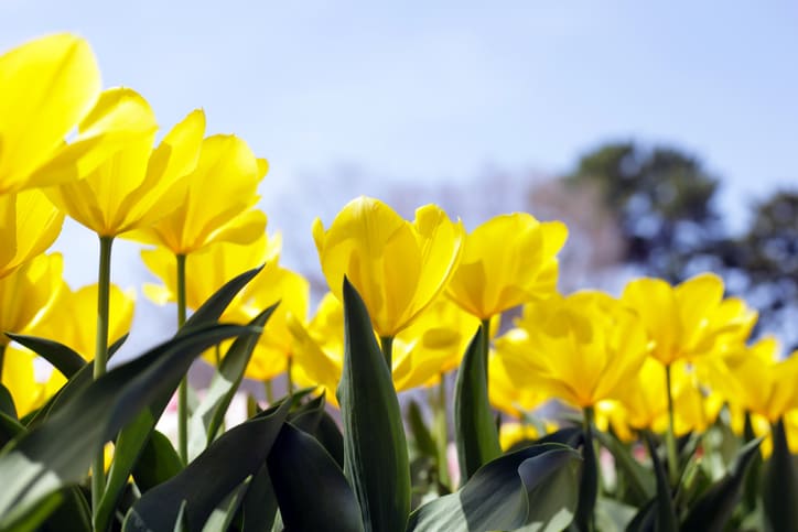 Narzissen bei Frühjahrs- und Osterveranstaltungen in Lindau