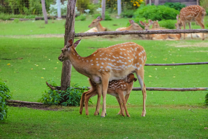 Wildparks in Lindau und Umgebung