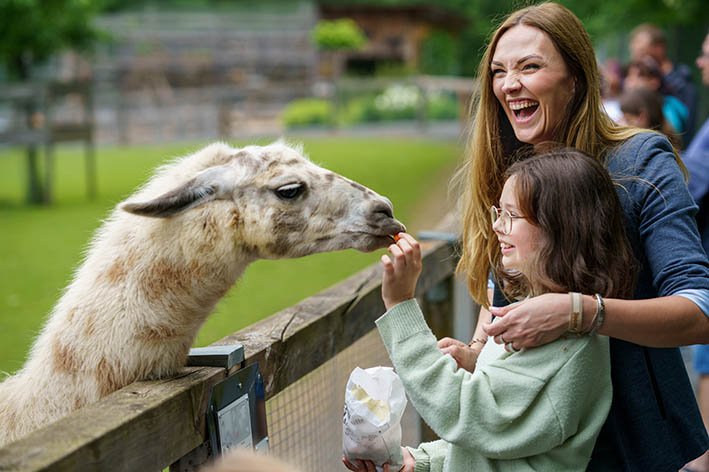 ein Kind füttert ein Alpaka im Wildpark