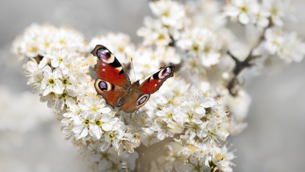 Schmetterling sitzt auf Baumblüten