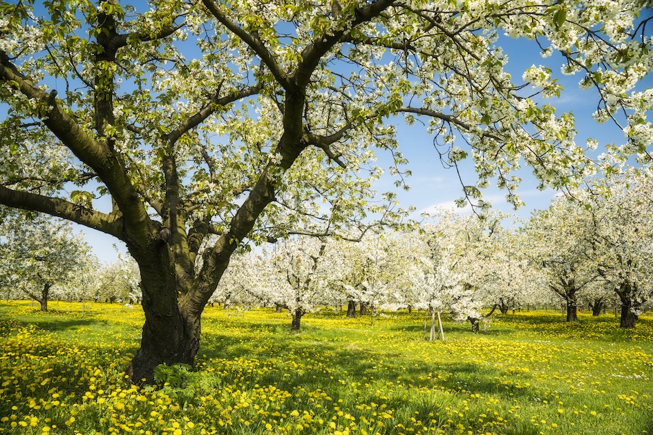 Blühender Baum in der Sonne